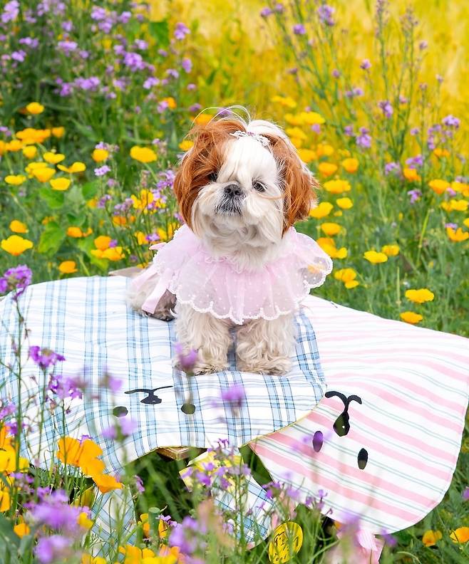 꽃미모를 자랑하는 시추 행복이(정원경 제공) ⓒ 뉴스1