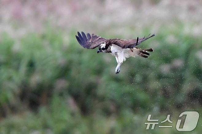 19일 경북 포항시 남구 연일읍 형산강에서 환경부 멸종위기 야생생물 II급 물수리가 물고기 사냥에 한창이다. 2025.10.19/뉴스1 ⓒ News1 최창호 기자