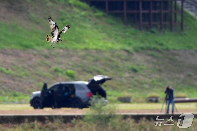 19일 경북 포항시 남구 연일읍 형산강에서 환경부 멸종위기 야생생물 II급 물수리가 물고기 사냥을 위해 수면 위를 날고 있다. 2025.10.19/뉴스1 ⓒ News1 최창호 기자