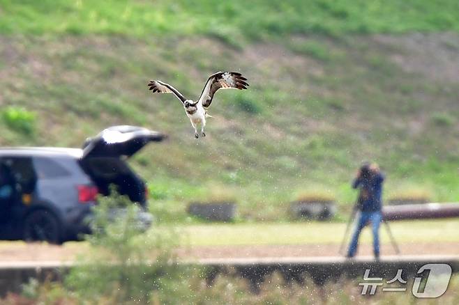 19일 경북 포항시 남구 연일읍 형산강에서 환경부 멸종위기 야생생물 II급 물수리가 물고기 사냥에 실패한 후 날아오르고  있다. 2025.10.19/뉴스1 ⓒ News1 최창호 기자