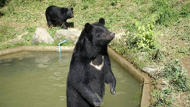 일본 반달가슴곰은 최근 20년간 서일본에서 서식지 분포가 확대됐고 불곰은 연평균 35.2㎢로 느리게 확대됐지만 홋카이도의 80% 지역에 살고 있는 것으로 나타났다. /모리오카시 동물공원