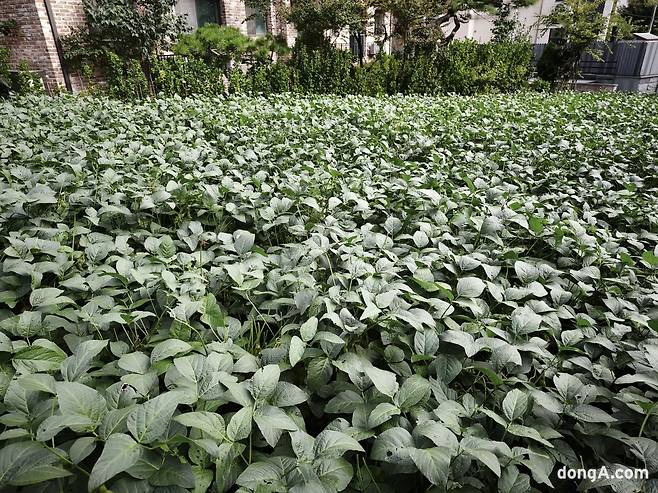 샤오미 15T 프로로 직접 찍은 사진 샘플.