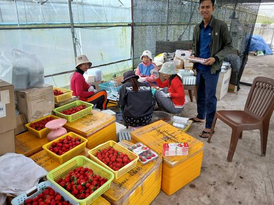 장지용씨의 보코산 딸기 농장에서 캄보디아 직원들이 딸기를 포장하고 있다. 사진 장씨 제공