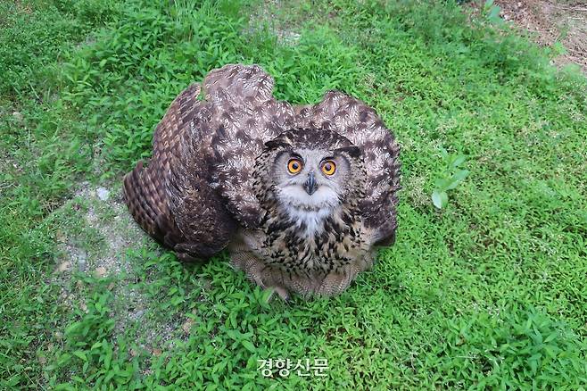 건물과 충돌해 광주시 야생동물구조관리센터에 구조된 천연기념물인 수리부엉이.  광주 야생동물구조관리센터 제공.