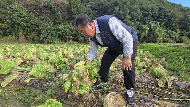 장성철 세곡리 이장이 잦은 비로 인해 뿌리가 제대로 내리지 못하고 무름병과 뿌리썩음병으로 상품성을 상실한 배추를 들어 보이고 있다.