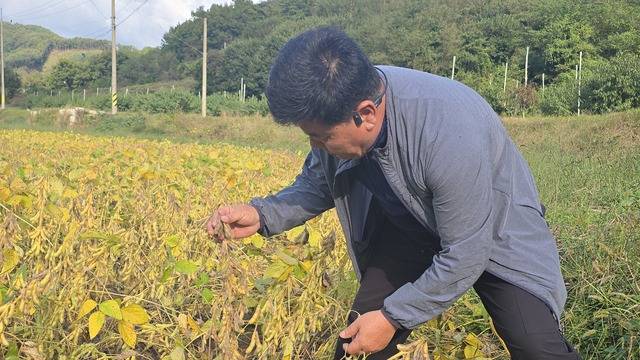 이용희 충북 괴산군 불정면 웅동리 이장이 잦은 비로 미라병에 걸려 검게 변해가는 콩을 살펴보고 있다.