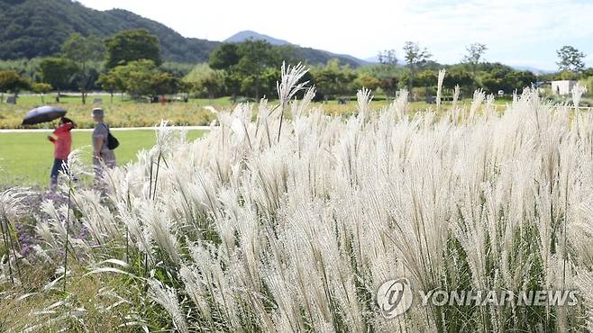 울산 태화강 국가정원 억새 [연합뉴스 자료사진]