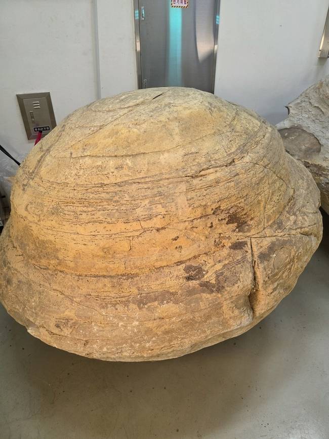 ▲ 포항 신생대 두호층 결핵체2