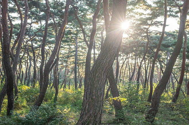 경주 삼릉 소나무숲