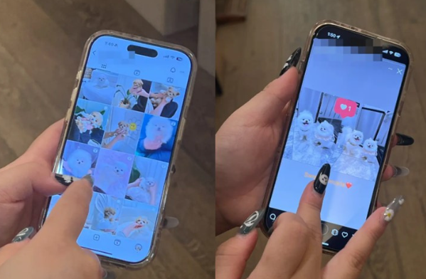 인스타그램을 통해 판매되는 반려견. 사진=뉴욕포스트