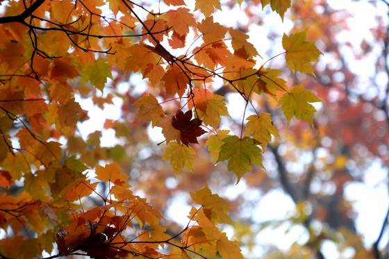 Autumn foliage colors the area near Gwongeumseong, a fortress in Seoraksan National Park, Gangwon, on Oct. 20, when the season’s first snowfall was recorded in the park’s highlands that morning. [YONHAP]