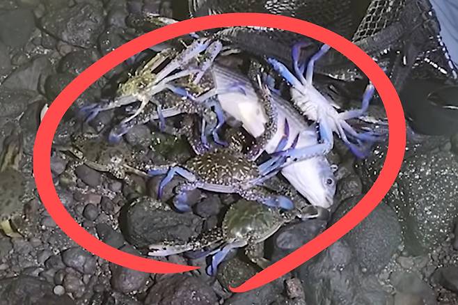 제주 연안에서 잡힌 청색꽃게.[유튜브 ‘까망형’ 채널 갈무리]