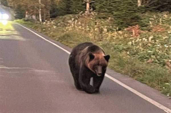이와오베츠 맘이라 불리는 홋카이도의 악명 높은 불곰. 사람을 전혀 무서워하지 않는 듯해 우려를 낳고 있다. 사진 마이니치신문.