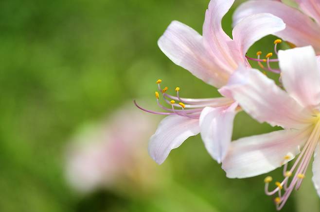 상사화 사진. /사진=게티이미지뱅크