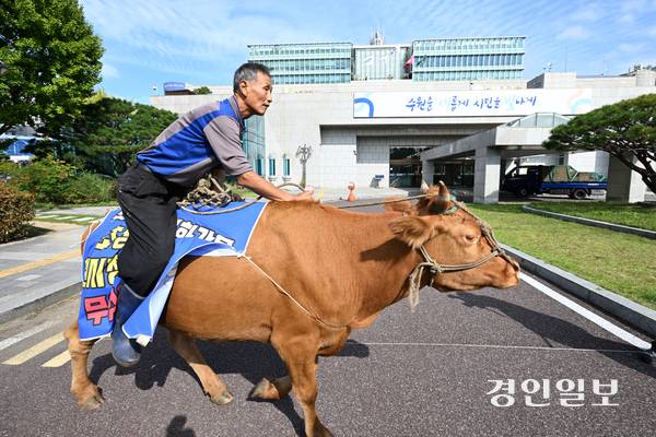 23일 오전 정면채(65)씨가 소를 타고 수원시청에 방문하고 있다. 정씨는 수원시청에 민원을 제기하기 위해 소를 타고 수원시 하광교동에서부터 수원시청까지 이동했다. 2025.10.23 /최은성기자 ces7198@kyeongin.com