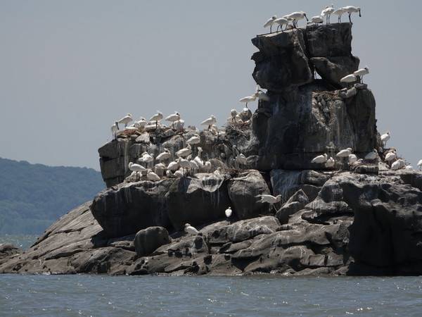 인천시 깃대종 자연유산 저어새 산란지 가시바위 전경. [경인방송DB]