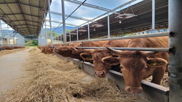 깨끗한 환경에서 자라는 황토한우.