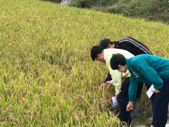 지난 21일 창원의 한 농가를 찾은 경남도 농정국 관계자가 벼깨씨무늬병 피해 상황을 점검하고 있다.사진=경남도
