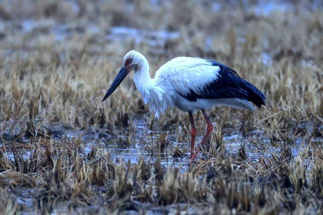 울산 북구 천곡동 들녘에서 15일 황새가 먹이활동을 하고 있다. 윤기득 사진작가 제공
