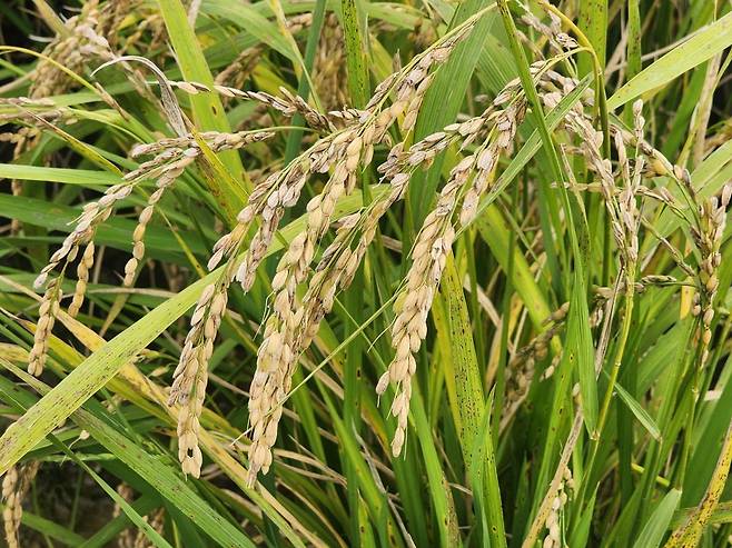 전북 김제시 진봉면의 들녘. 벼 잎 곳곳에 깨씨무늬병 흔적이 남아 있다. 최창환 기자