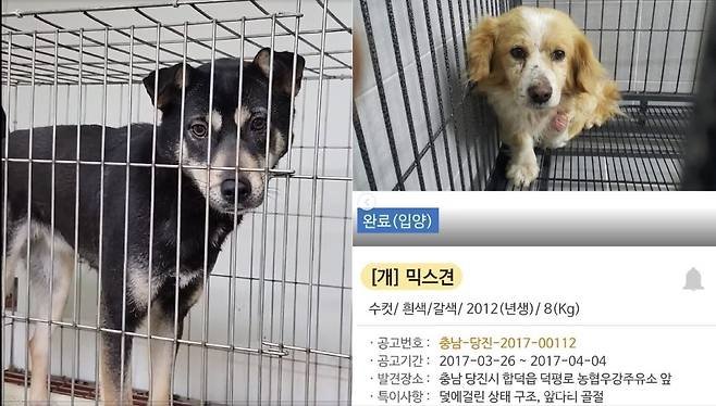 이주영 배우의 반려견 밤비가 보호소에서 지내던 모습(왼쪽)과 두유의 보호소 입소 당시 모습(이주영 제공) ⓒ 뉴스1