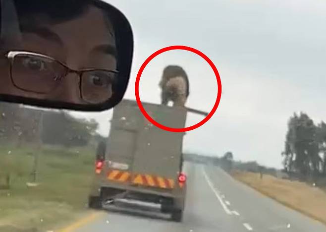 남아프리카공화국에서 마취가 풀린 사자가 달리는 트럭 해치를 열고 도로로 뛰어내리는 장면이 포착됐다. 소셜미디어 영상 갈무리