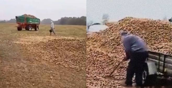 '무료 감자 나눔' 가짜 영상에 감자 150톤이 도난당했다. 사진=바이스 갈무리
