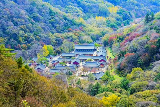 Baekyang Temple in Jangseong County, South Jeolla, is surrounded by fall foliage. [JOONGANG ILBO][JOONGANG ILBO]