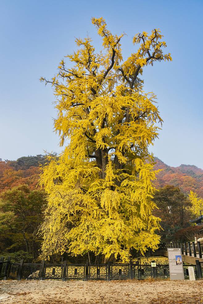 Over 1,100-years-old ginko tree inside Yonmunsa Temple [GETTY IMAGES BANK]