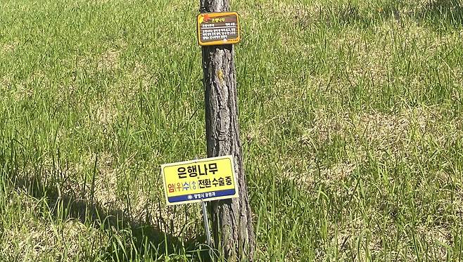 전남 광양의 한 은행나무 암나무 앞에 인상적인 푯말이 꽂혀있다. 수나무를 접붙여 열매가 나지 않도록 한 것이다. /광양시