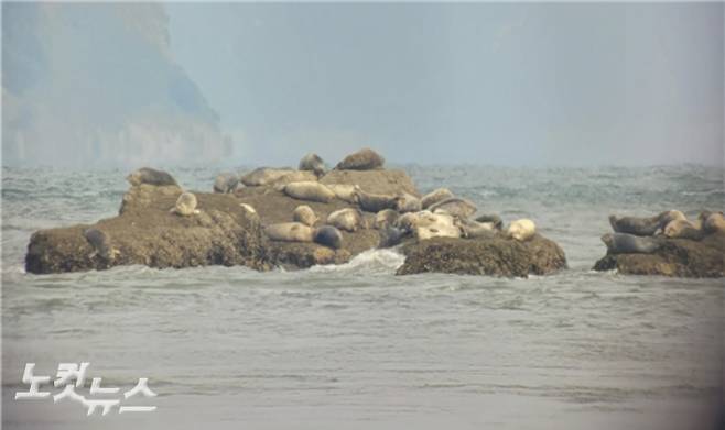 백령도 진촌리 현무암 지대 해안에 나타난 1급 멸종위기 야생생물인 점박이물범의 모습을 망원경에 담아 스마트폰 카메라로 촬영했다. 박창주 기자