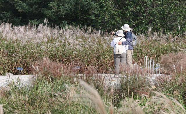 19일 서울억새축제가 열리고 있는 서울 마포구 하늘공원의 모습. 연합뉴스