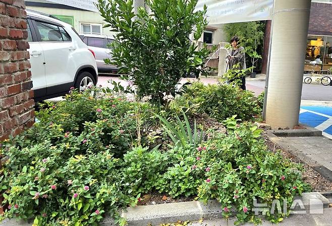 [제주=뉴시스] 임재영 기자 = 지난 21일 오후 제주시 남성마을 '벨롱벨롱한 별빛정원'. 지역주민들이 참여한 공동체 정원으로, 길고 뜨거웠던 여름을 견디고 풀과 나무들이 무성하게 자라고 있다. 2025.10.26. ijy788@newsis.com