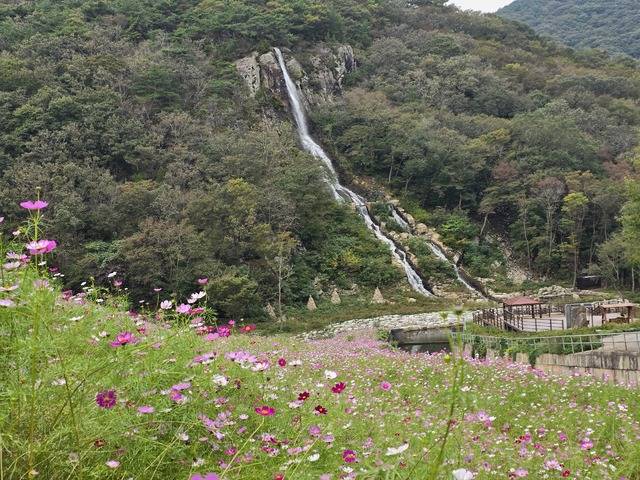 고창 선운산이 코스모스 꽃밭과 함께 가을 단풍으로 물들고 있다. 사진제공=고창군
