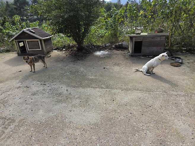 지난 산불이 청송한지 마을을 덮쳤지만 가까스로 살아난 강아지 두 마리가 한번씩 찾아오는 이곳 주인을 기다리고 있다. /김종철기자