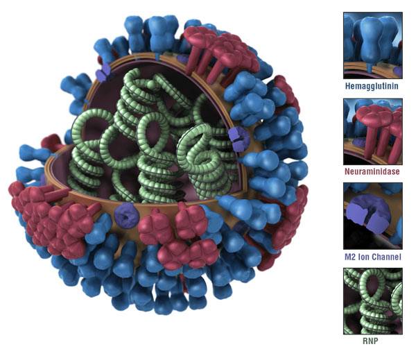 미국 질병예방통제센터(CDC)가 만든 인플루엔자 A 바이러스의 이미지. 사진=CDC 홈페이지