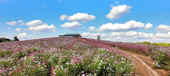 지난해 청보리밭 코스모스 모습/보령시