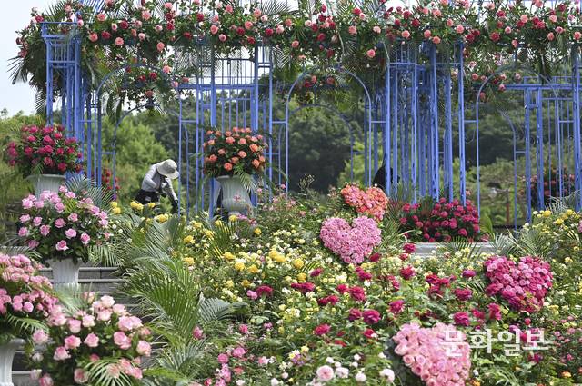 2025 서울국제정원박람회 개막일인 5월 22일 오전 서울 동작구 보라매공원에서 정원 관계자가 개막 전 마지막 준비를 하고 있다. 백동현 기자