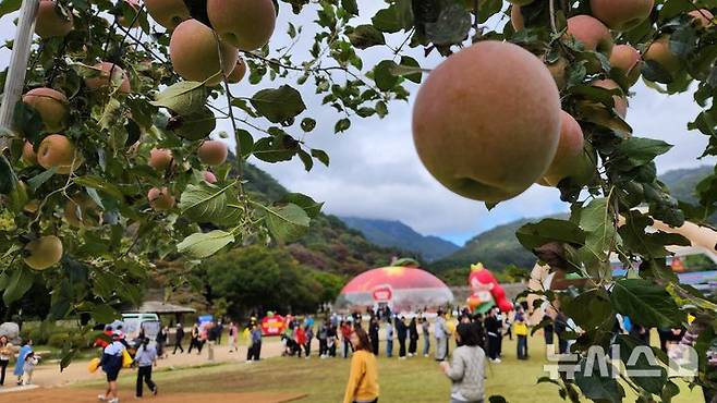 [문경=뉴시스] 김진호 기자 = 문경새재 입구 문경사과홍보관 인근에 감홍사과가 탐스럽게 매달려 있다. 2025.10.27. kjh9326@newsis.com