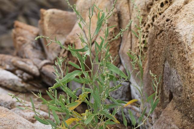 국내 자생식물인 ‘가는갯능쟁이’가 모발 건강 개선에 효과가 있는 것으로 나타났다. 국립생물자원관