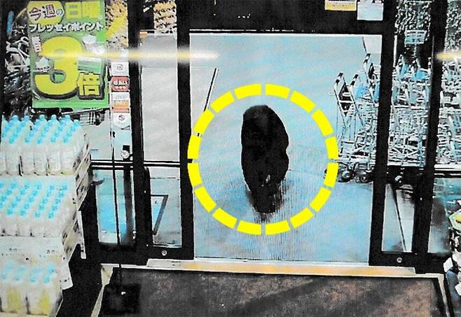 지난 7일 일본 동부 군마현 누마타시(沼田市)의 한 슈퍼마켓 내부에서 걸어다니는 곰의 폐쇄회로(CC)TV 영상. AFP=연합뉴스