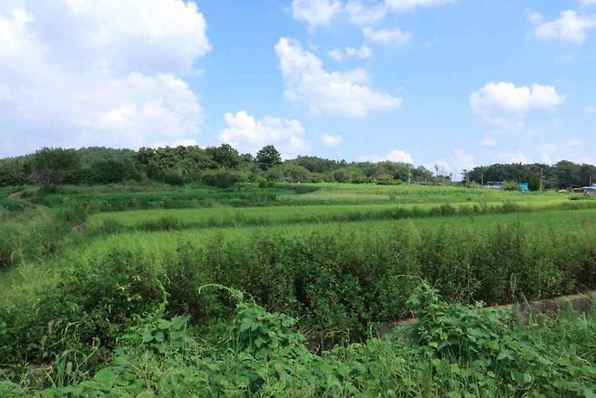 '군산 개사동 패총' 조사 지역 [국립완주문화유산연구소 제공. 재판매 및 DB 금지]