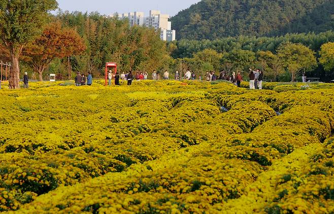 '2025 울산 태화강국가정원 가을축제'가 열리고 있는 지난 26일 노란 국화가 활짝 핀 태화강 국가정원이 관람객들로 북적이고 있다. 이수화 기자