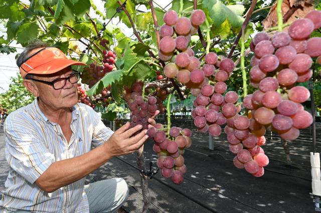이재규씨가 거제시 둔덕면 포도농원에서 출하를 앞둔 루비로망 포도를 살펴보고 있다./성승건 기자/
