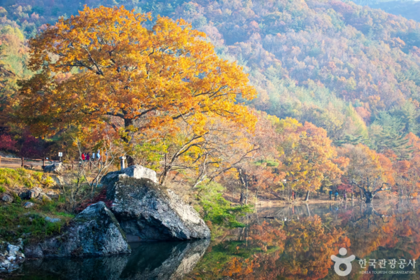 주산지 /사진제공-한국관광공사