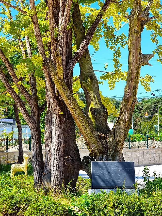 은행나무의 줄기.