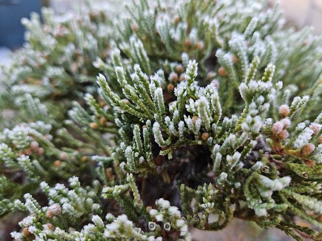 아침 최저기온 뚝… 내륙 최저 0도 안팎 추위 [오늘날씨] = 오늘(29일) 날씨는 전국이 대체로 맑겠으나, 수도권은 가끔 구름 많겠다.서해5도에 1mm 안팎의 비가 내리는 곳이 있겠다.새벽(00시)부터 아침(09시) 사이 전국 내륙을 중심으로 가시거리 1km 미만의 안개가 끼는 곳이 있겠다.미세먼지 농도는 서울, 인천, 경기, 세종, 충북, 충남 지역은 ‘보통’ 수준을, 그외 전국 대부분 지역은 ‘좋음’ 수준을 보이겠다. ⓒbnt뉴스: 오늘날씨, 내일날씨, 주간날씨 예보