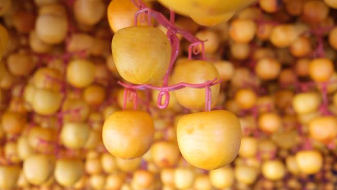 충북 영동군의 한 농가에 손질된 감이 감타래에 매달려 있다. 영동군 제공.