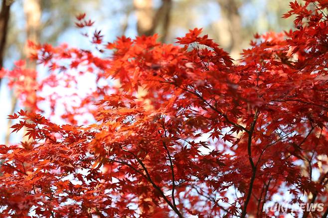 보령 성주산 단풍.
