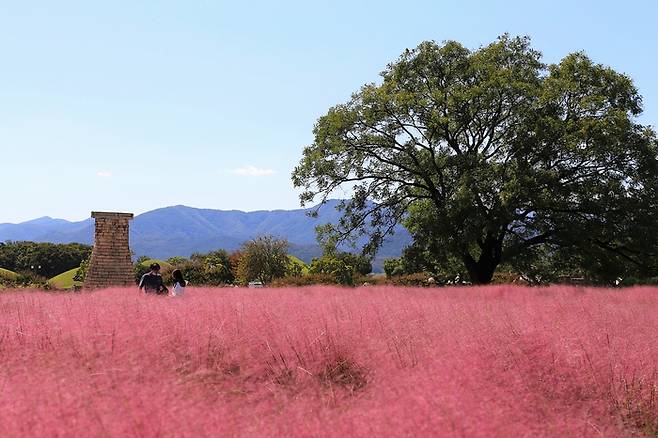 핑크뮬리와 첨성대 / 사진=한국관광공사